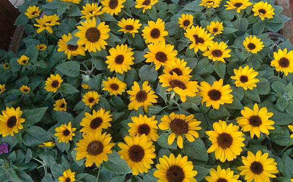 保定幼师学校有哪些