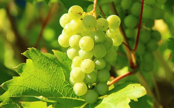 合肥健康管理师好考吗