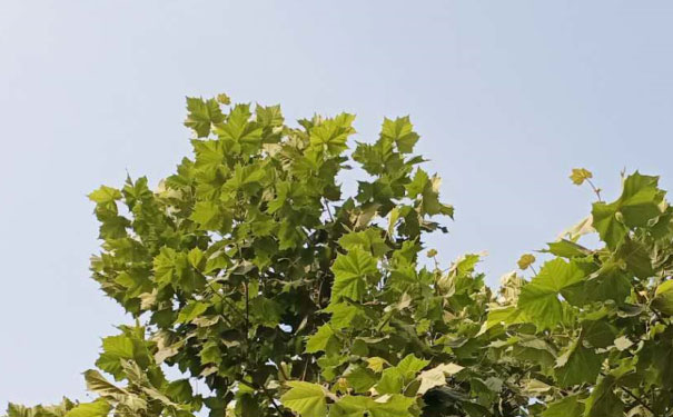 沈阳人力资源管理师培训班