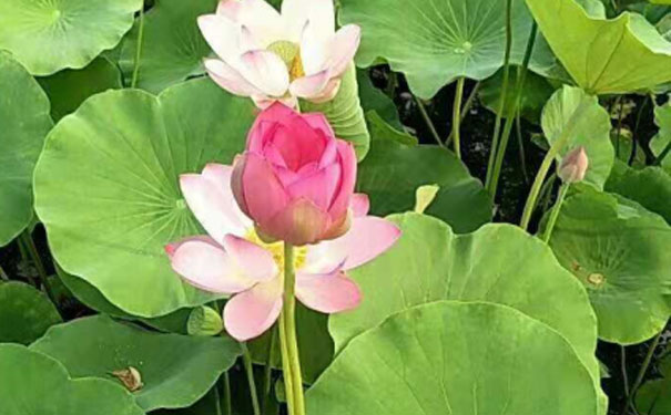 烟台人力资源管理师培训班