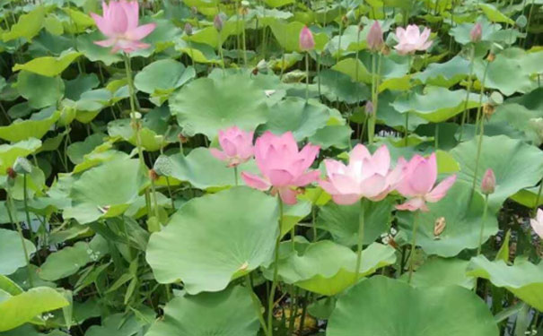 泰州人力资源管理师培训班