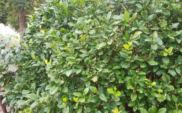 珠海人力资源管理师培训班