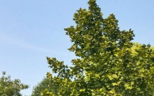 天津塘沽心理咨询师培训班