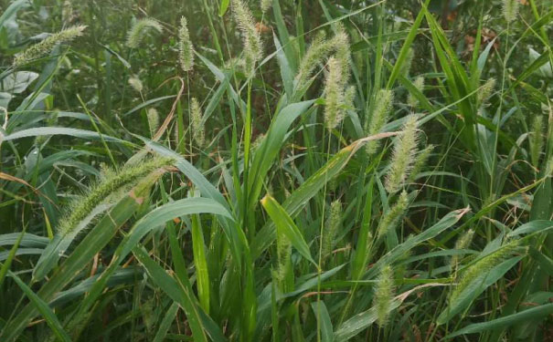 北京海淀区心理咨询师培训班 