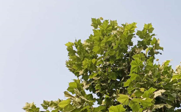 天津滨海新区心理咨询师培训班