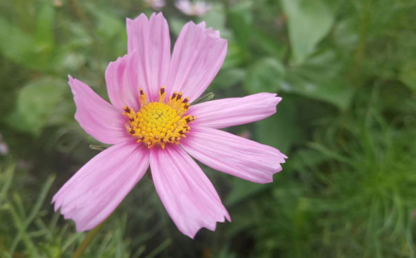 沧州心理咨询师培训班 