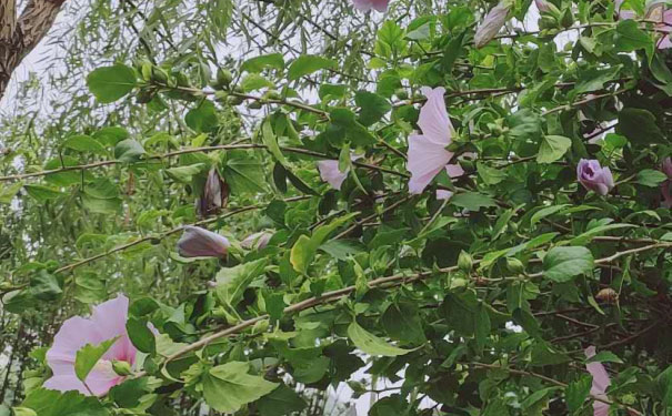 廊坊心理咨询师培训班 