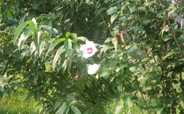烟台心理咨询师培训班