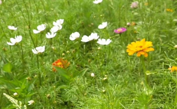 芜湖心理咨询师培训班