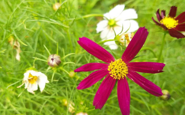 淮南心理咨询师培训班 