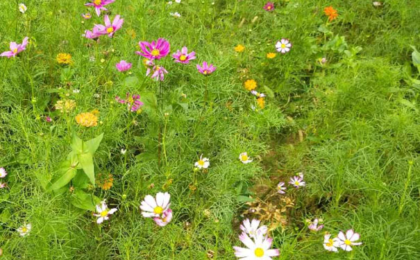 阜阳心理咨询师培训班