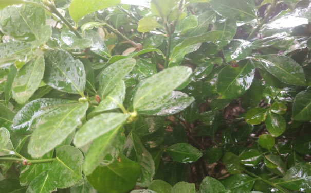 株洲心理咨询师培训班 株洲心理咨询师培训班