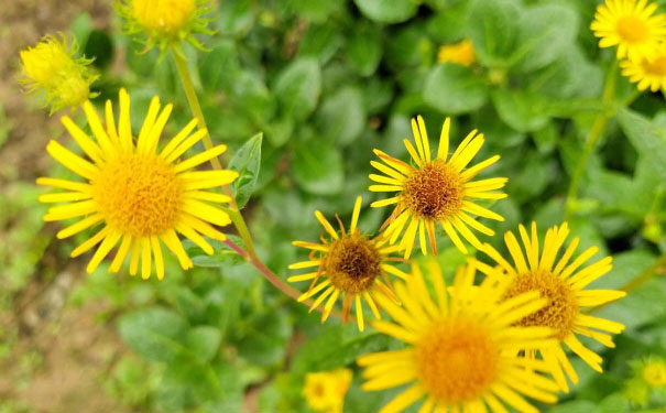 绵阳心理咨询师培训班 