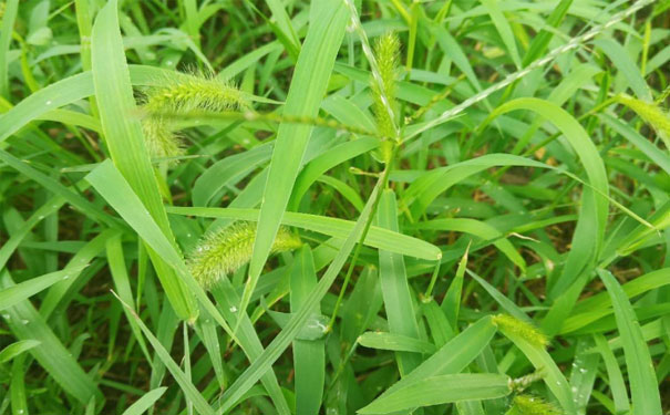 攀枝花心理咨询师培训班