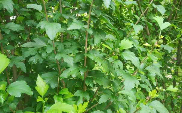 泸州心理咨询师培训班 