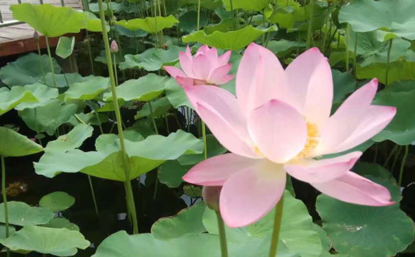 昆明心理咨询师培训班