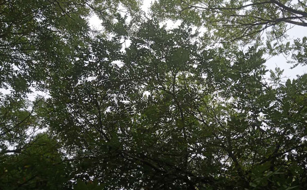 玉溪心理咨询师培训班