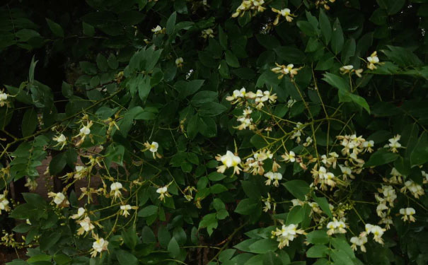 贵阳心理咨询师培训班 