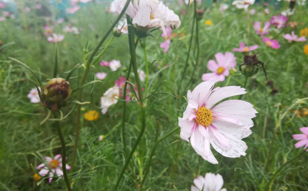 乐山心理咨询师培训班 