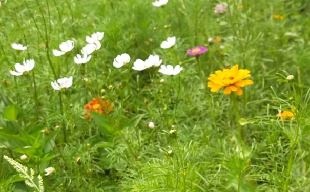 中山心理咨询师培训班