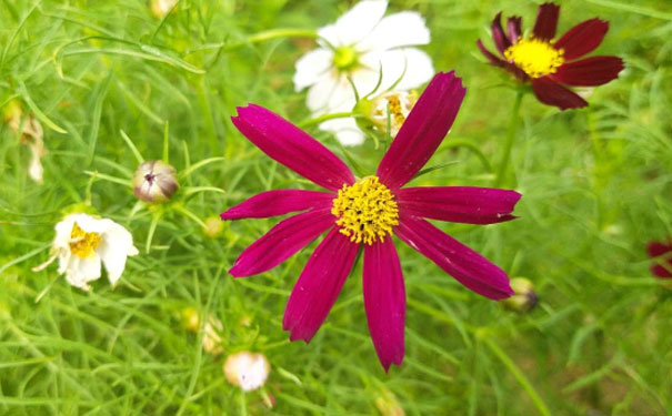 东莞心理咨询师培训班 