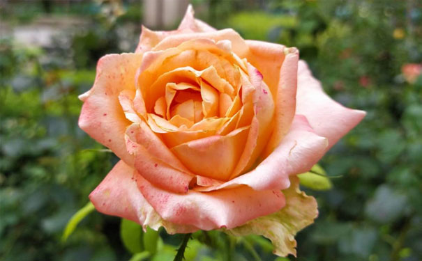 深圳心理咨询师培训班