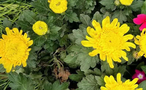 临沂中级经济师培训班