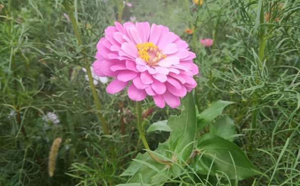 绵阳中级经济师培训班