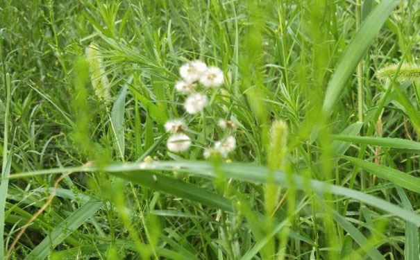 内江中级经济师培训班