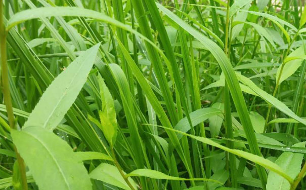 深圳南山区青少年英语培训班