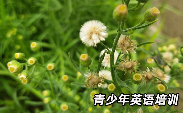 成都高新区青少年英语培训班