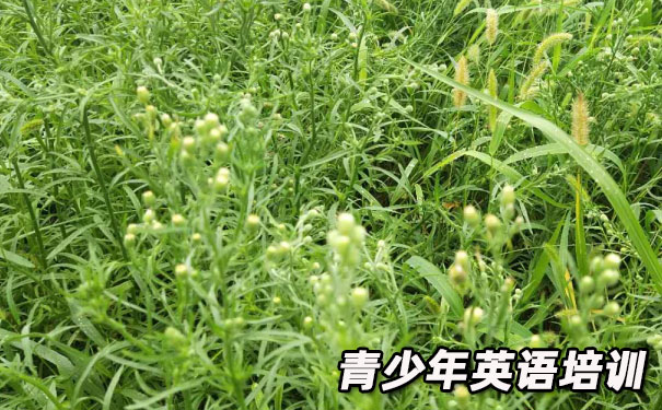 南通青少年英语培训班