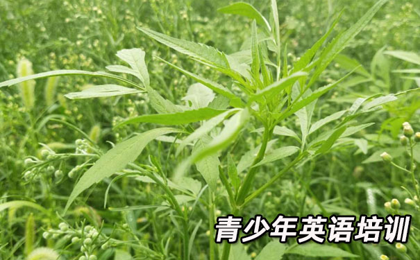 南通崇川区青少年英语培训班