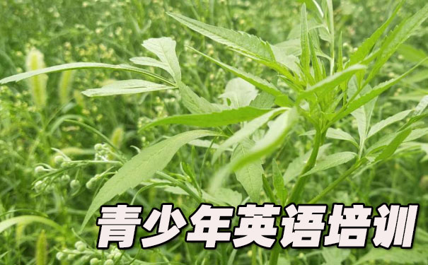 哈尔滨道里区青少年英语培训班