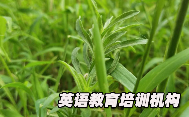 东莞南城区K12英语教育-品牌机构排名