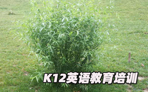 昆明K12英语教育-品牌机构排名 