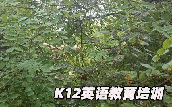 昆明西山区K12英语教育-品牌机构排名 