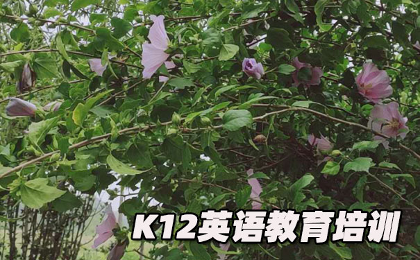 厦门思明区K12英语教育-品牌机构排名 