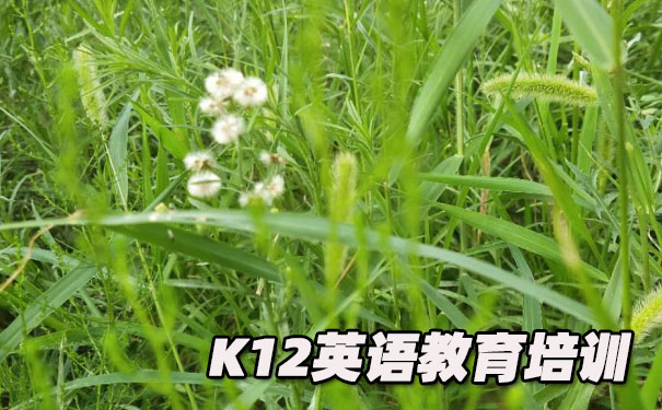 厦门K12英语教育-品牌机构排名      
