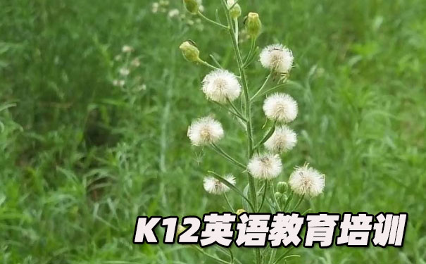 泉州丰泽区K12英语教育-品牌机构排名