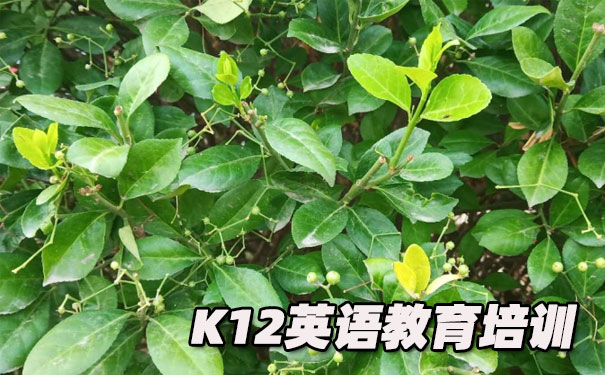 北京朝阳区K12英语教育-品牌机构排名