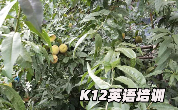 苏州吴江区K12英语教育-品牌机构排名