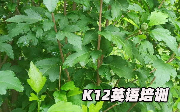 无锡滨湖区K12英语教育-品牌机构排名