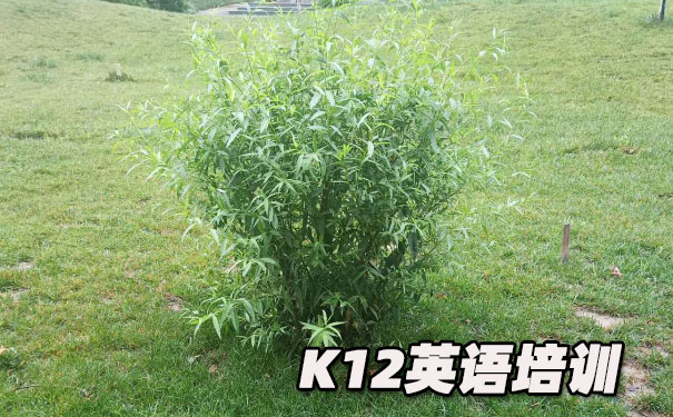 绵阳K12英语教育-品牌机构排名