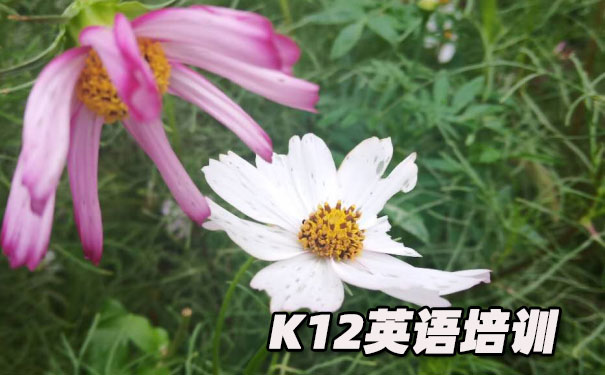 成都K12英语教育-品牌机构排名