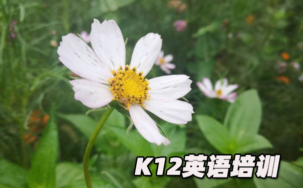 成都青羊区K12英语教育-品牌机构排名