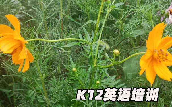 成都锦江区K12英语教育-品牌机构排名