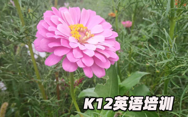 成都武侯区K12英语教育-品牌机构排名  