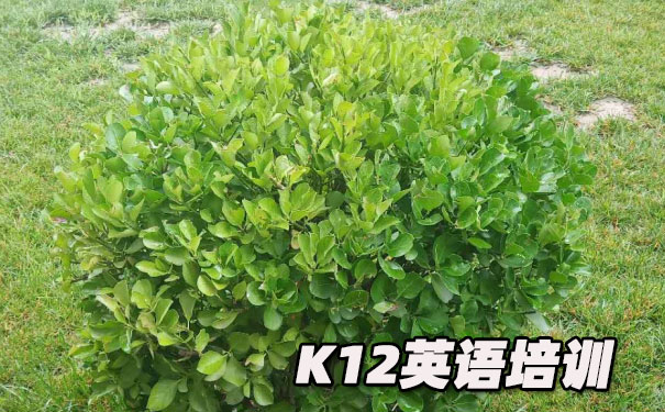 成都金牛区K12英语教育-品牌机构排名