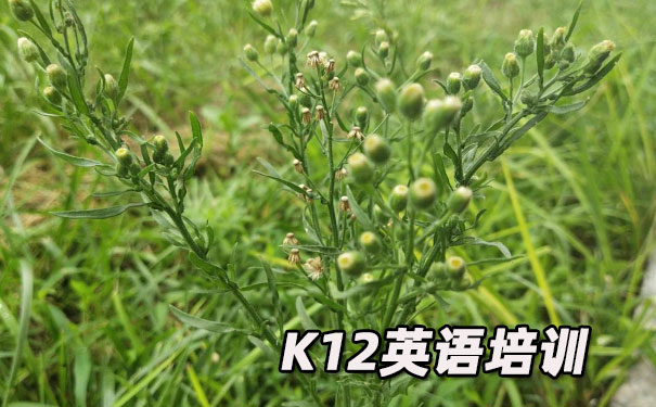 大连沙河口区K12英语教育-品牌机构排名   